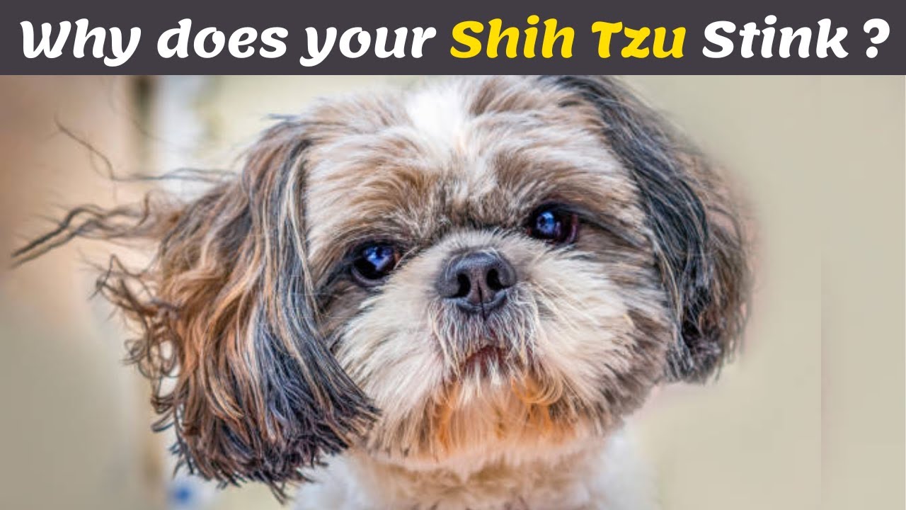 Why does my Shih Tzu smell So Bad? & How to Fix it Quickly