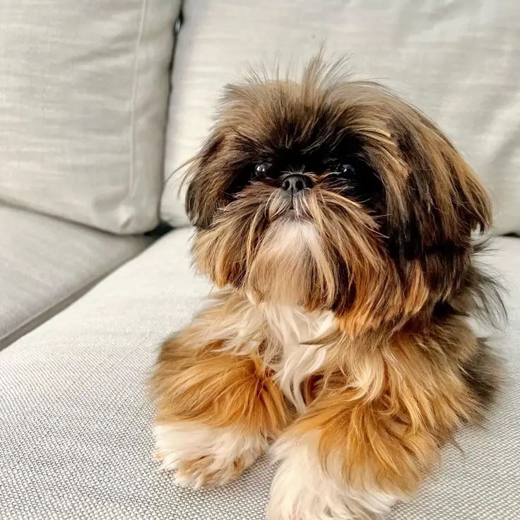 How to Handle a Picky Eater Feeding Tips for Shih Tzus