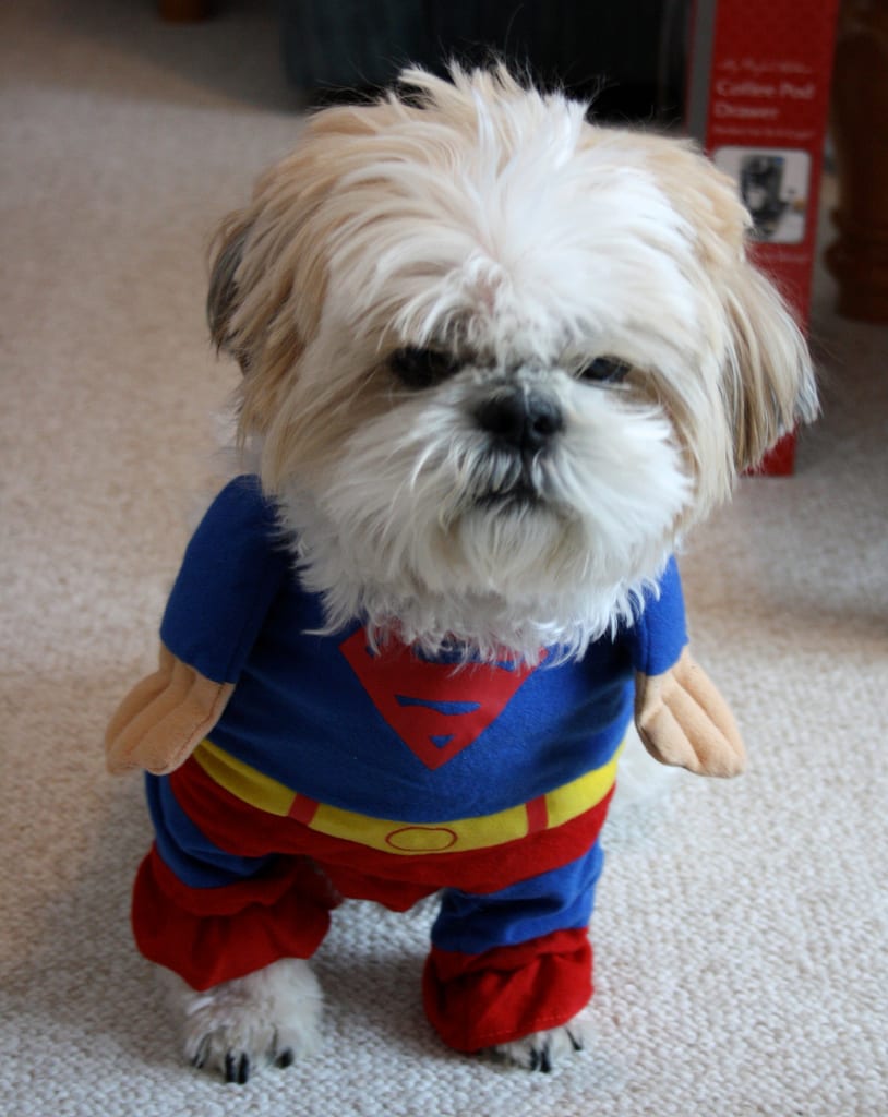 20 Movie Inspired Shih Tzu Costumes You’d love Shih Tzu Buzz