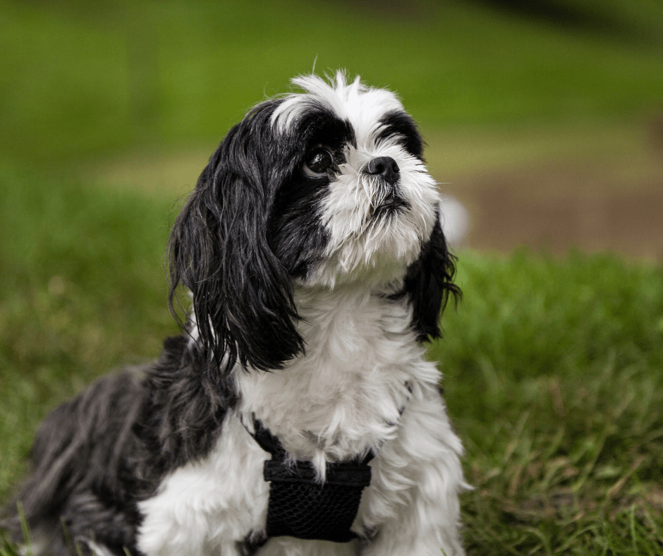 How Do You Train a Stubborn Shih Tzu Dog? 6 Ways to Success Shih Tzu Buzz