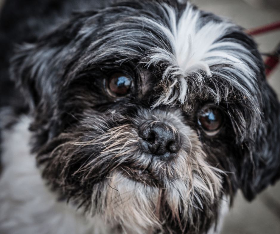 What Makes a Brindle Shih Tzu Special and How Do You Take Care of It
