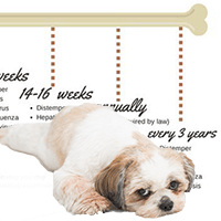 is parvo curable in a dog