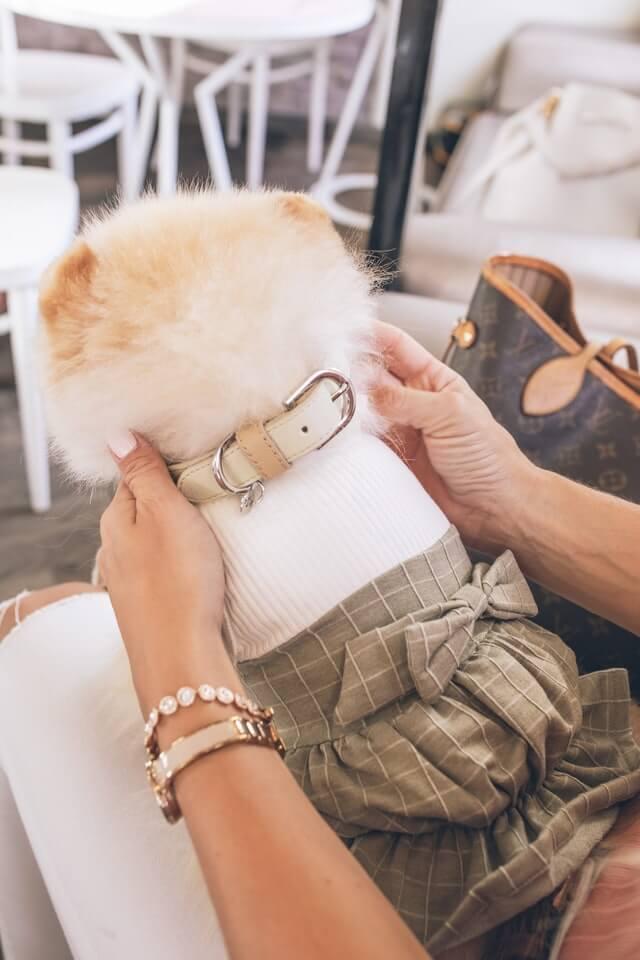 Ecollar vs Shock collar [Which is best for your Pup?]