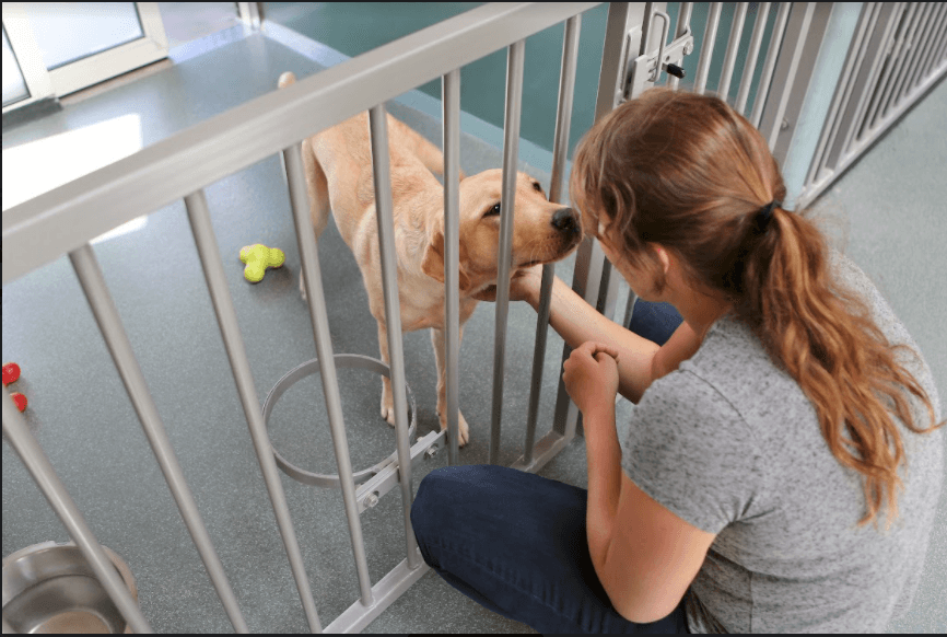 The Ultimate Guide To Successful Dog Boarding Shih Tzu Expert