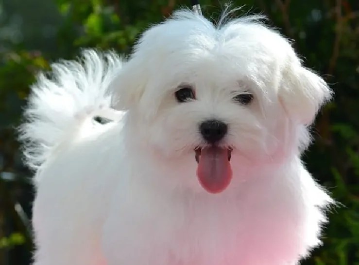 Shih Tzu Aggression Steps How To Correct It