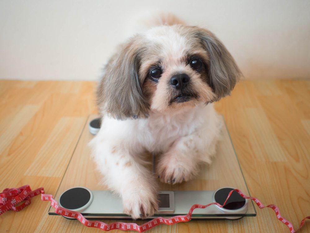 How Much Should A Shih Tzu Weigh Complete Guide