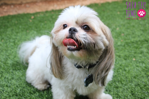 Shih Tzu Dental Care - Shih Tzu Times