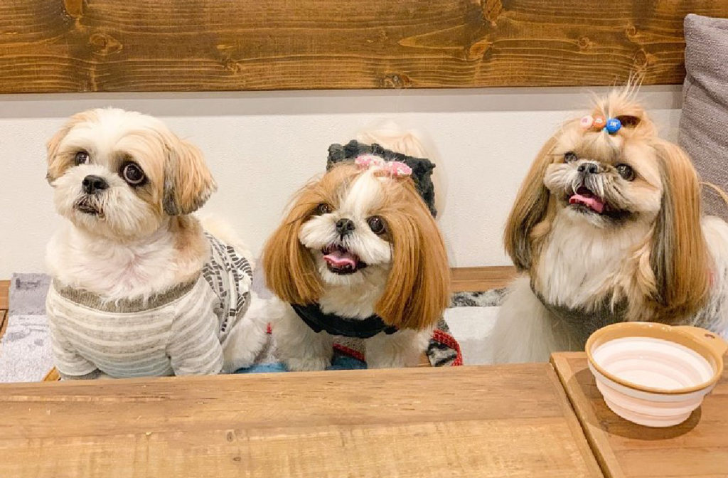 5 Reasons Shih Tzus Are The Perfect Breed Shih Tzu World