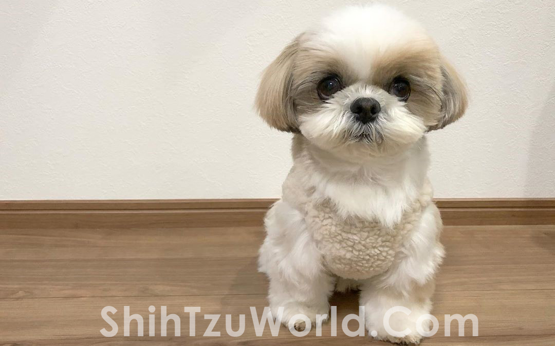 Guide to Top Shih Tzu Hair Cuts and Hair Styles Shih Tzu