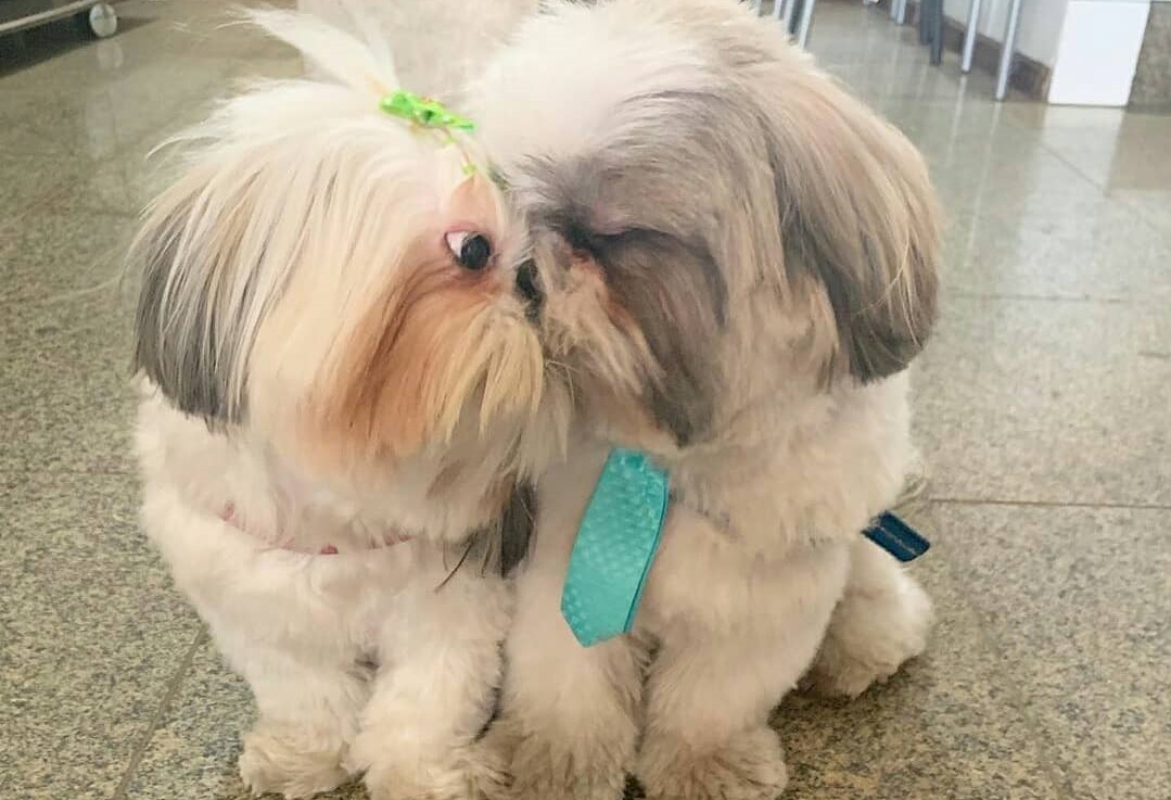 Are Shih Tzus Good With Other Dogs