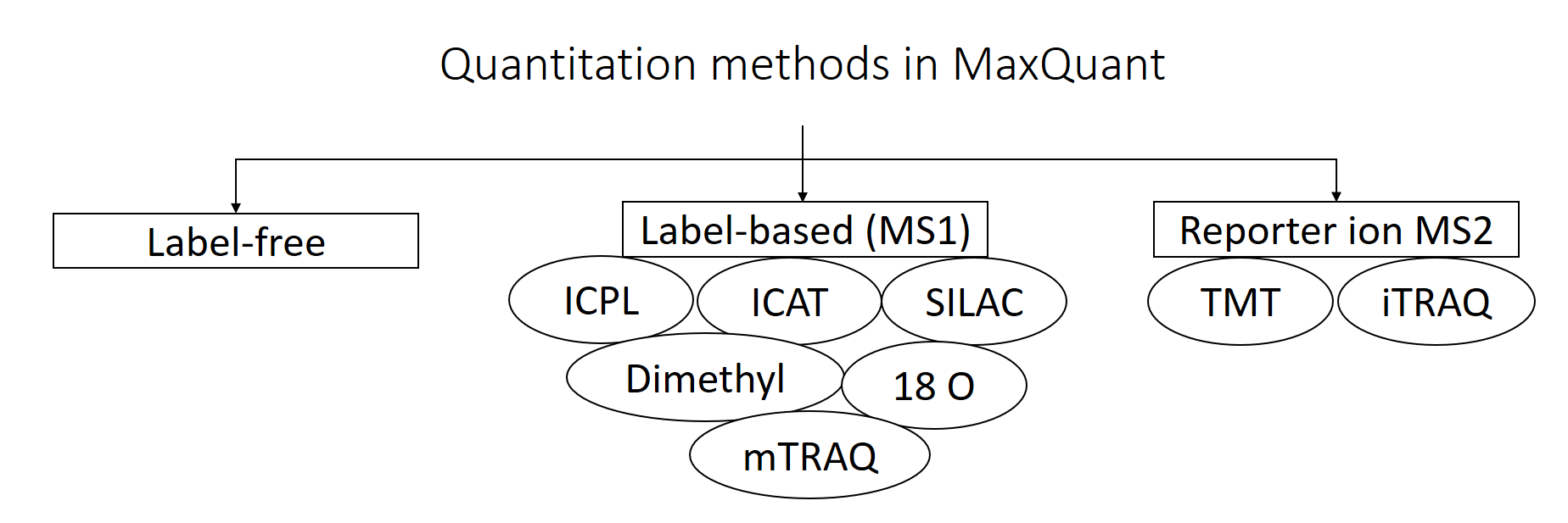 Labelfree data analysis using MaxQuant