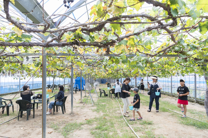 カフェのある農園で旬のフルーツ狩り！／淡路島フルーツ農園（兵庫県淡路市） 淡路島の声が聞こえるwebマガジン 島ノオト