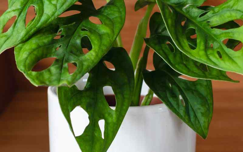 Monstera deliciosa light needs Use Sunny window or a Grow light