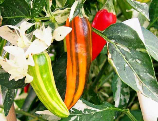 The Fish Pepper growing guideHow to grow in Containers