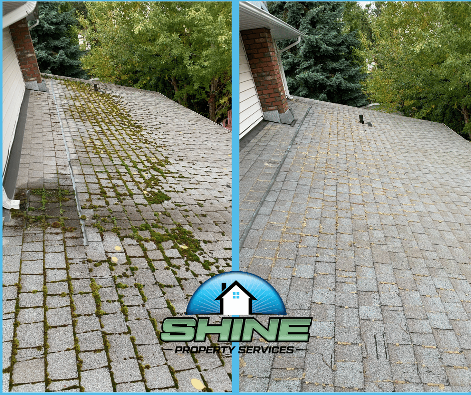 TopRated Moss Removal Shine Property Services