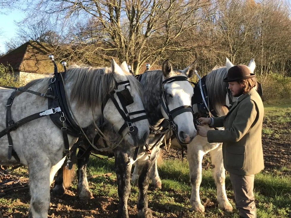 A Singleton man passionate about harnessed horses Petersfield's Shine