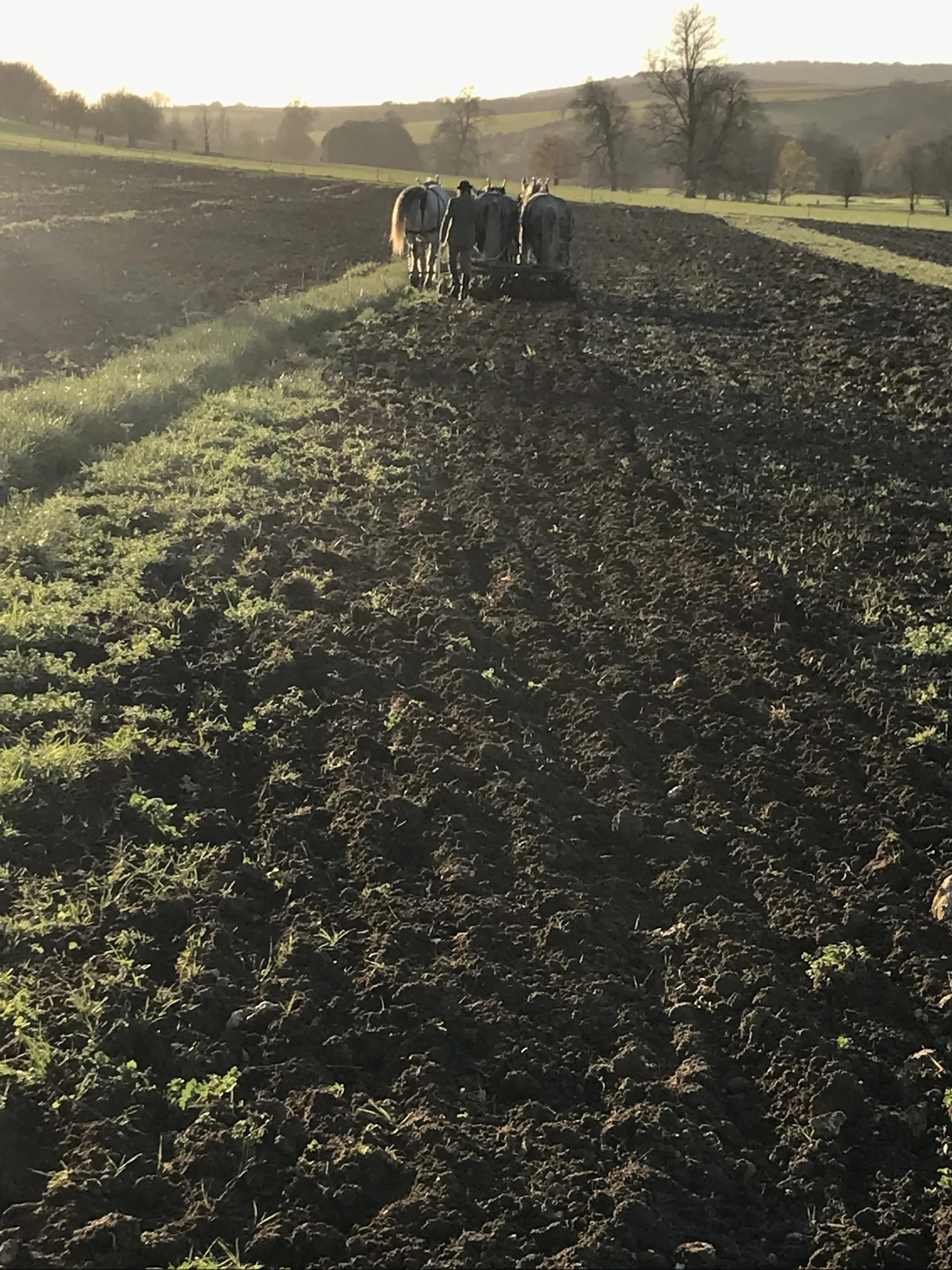 A Singleton man passionate about harnessed horses Petersfield's Shine