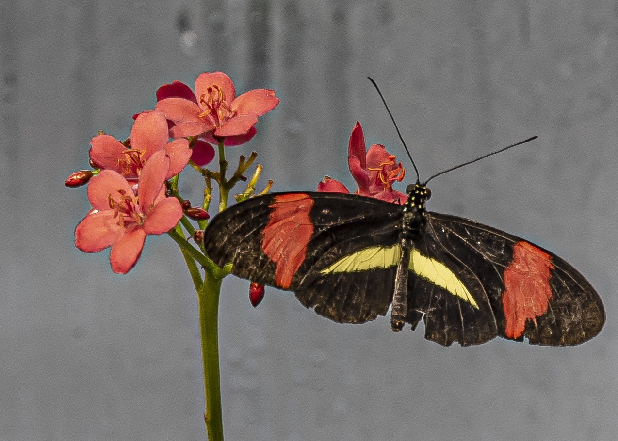 New Orleans Audubon Butterfly Garden and Insectarium Let’s Eat Bugs