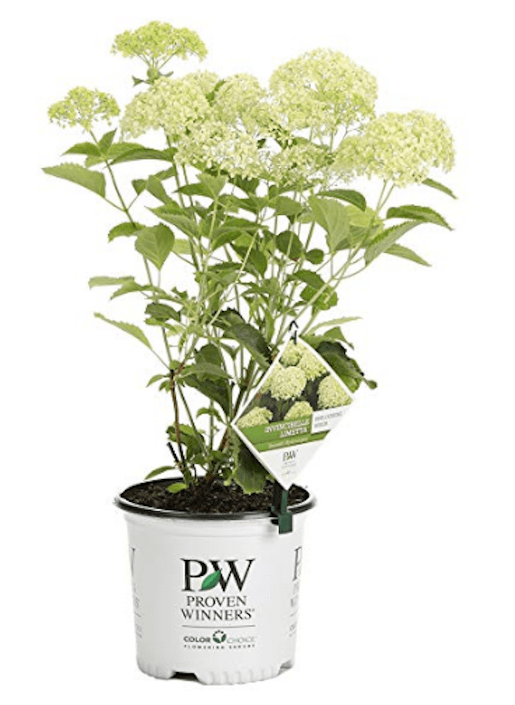 hydrangea amazon Shining on Design