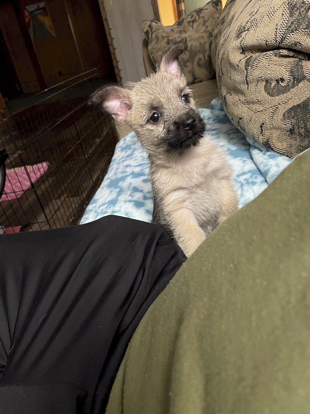 Shining Waters Farm Dexter Cattle, Alpacas, and Cairn Terriers for