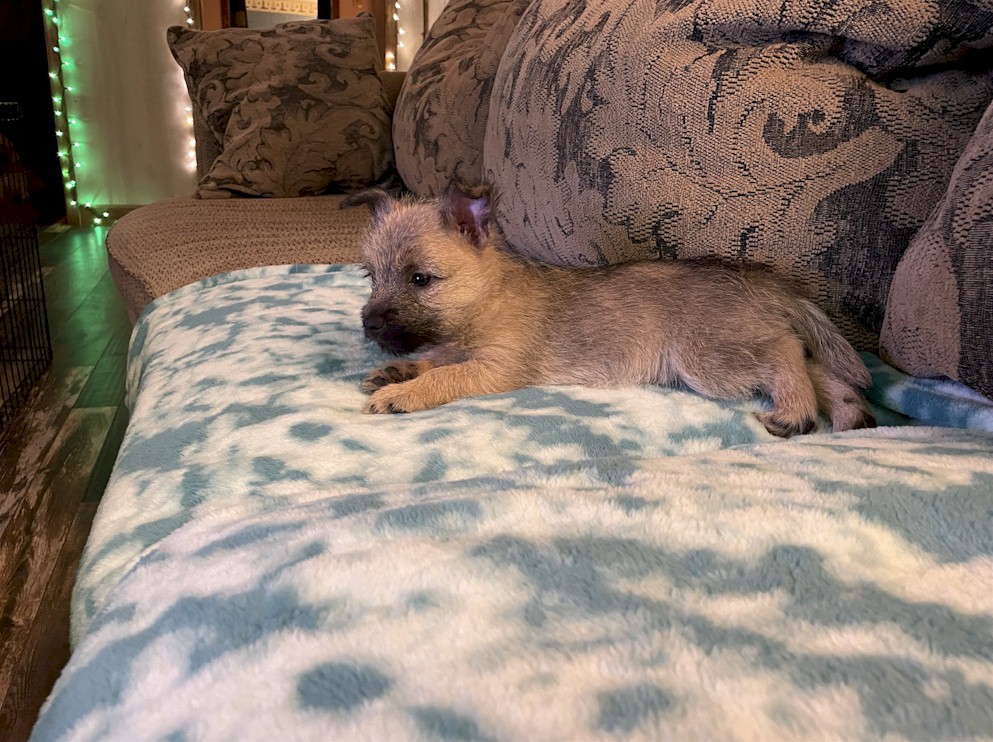 Shining Waters Farm Dexter Cattle, Alpacas, and Cairn Terriers for