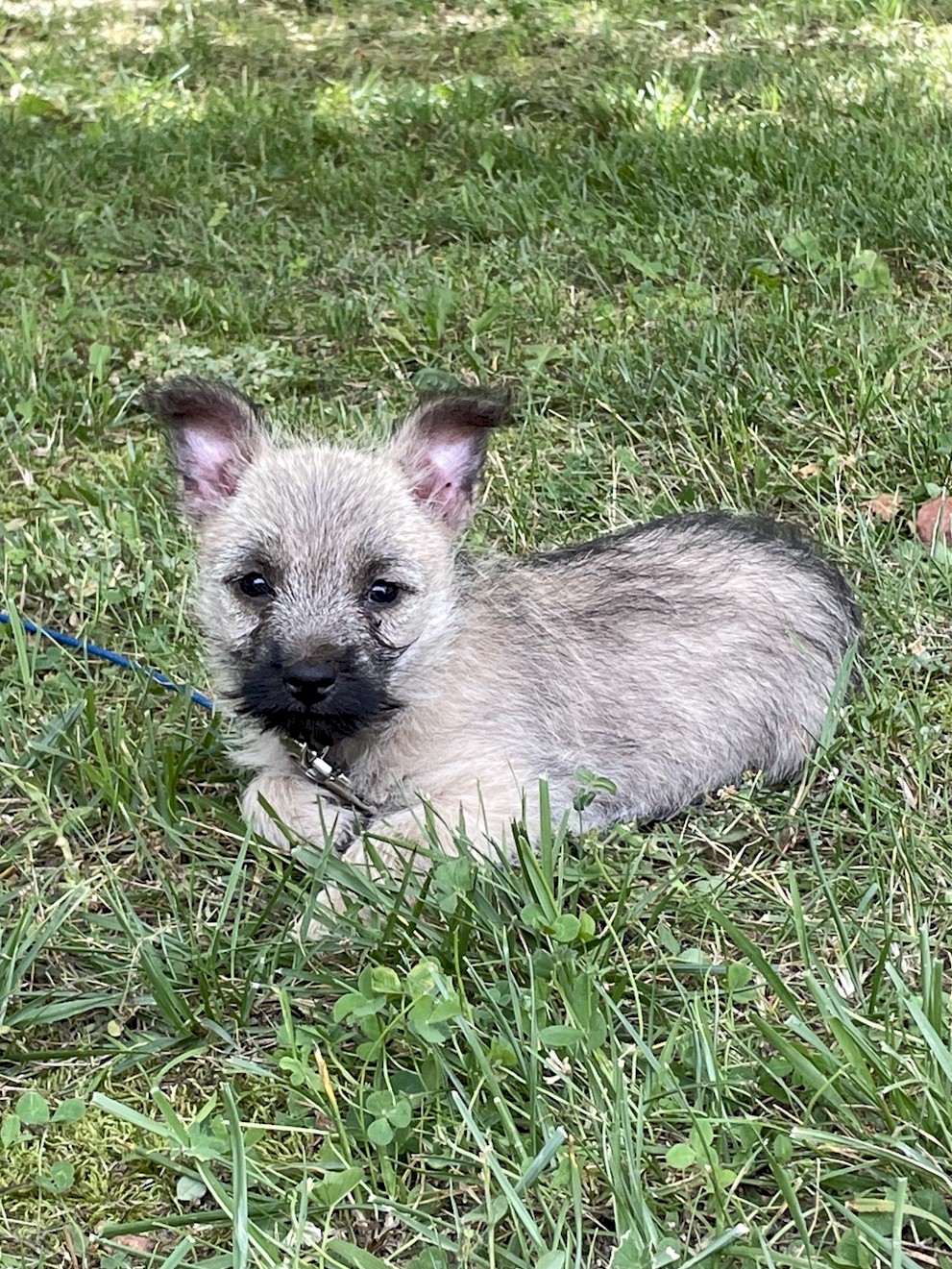 Shining Waters Farm Dexter Cattle, Alpacas, and Cairn Terriers for