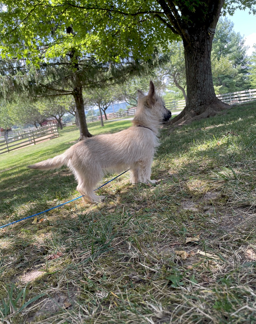 Shining Waters Farm Dexter Cattle, Alpacas, and Cairn Terriers for