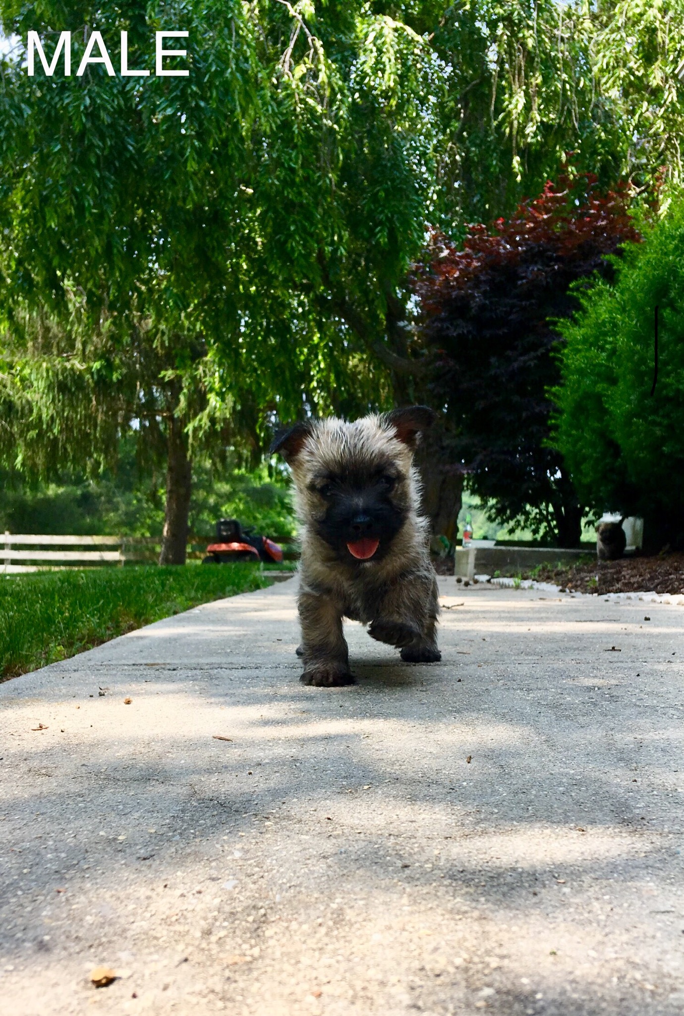 Shining Waters Farm Dexter Cattle, Alpacas, and Cairn Terriers for