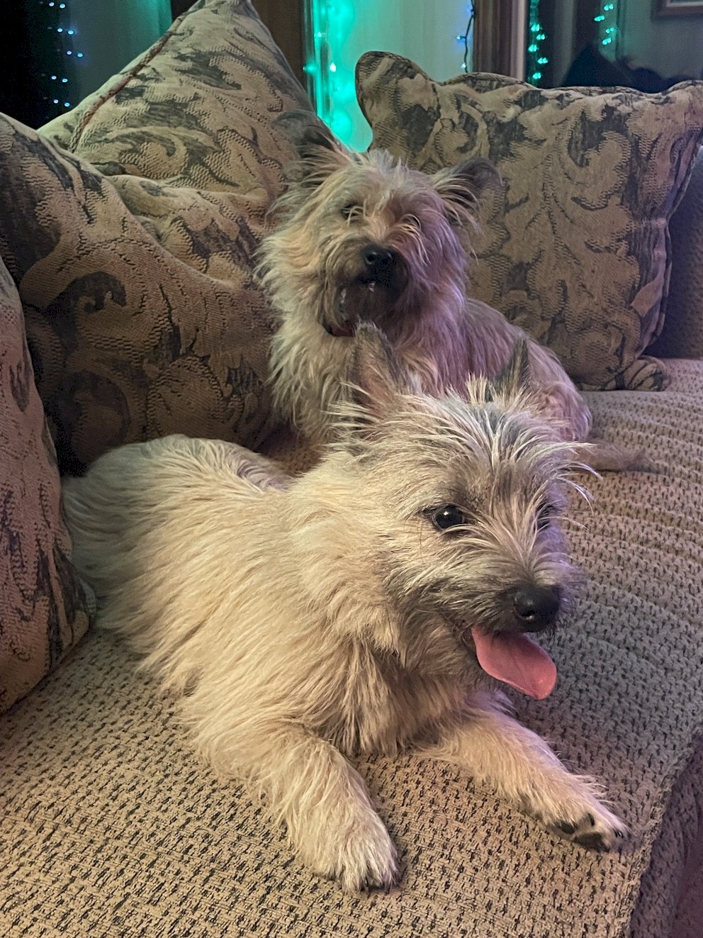 Shining Waters Farm Dexter Cattle, Alpacas, and Cairn Terriers for