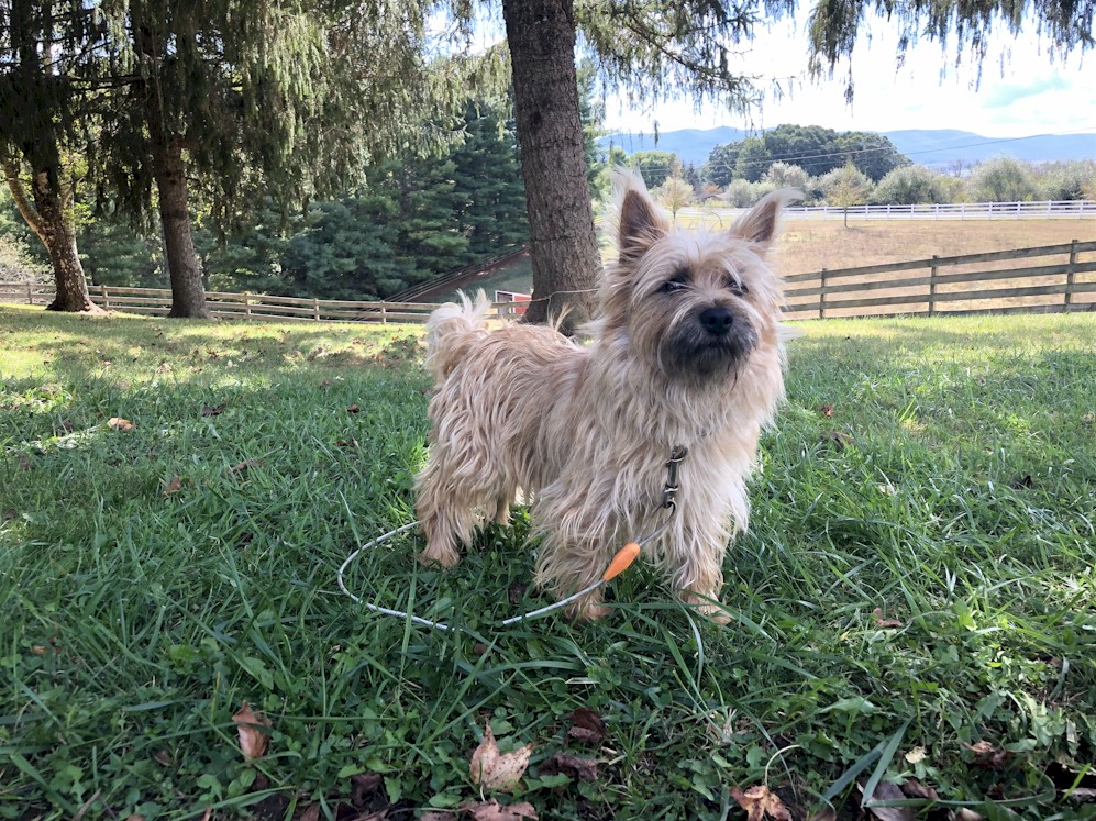 Shining Waters Farm Dexter Cattle, Alpacas, and Cairn Terriers for