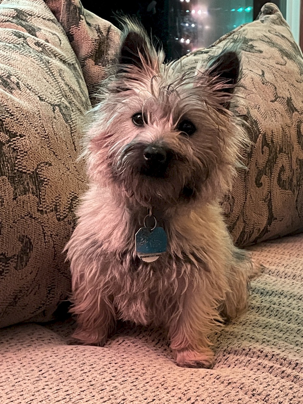 Shining Waters Farm Dexter Cattle, Alpacas, and Cairn Terriers for