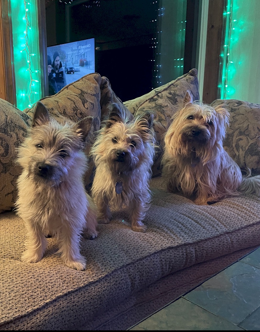 Shining Waters Farm Dexter Cattle, Alpacas, and Cairn Terriers for