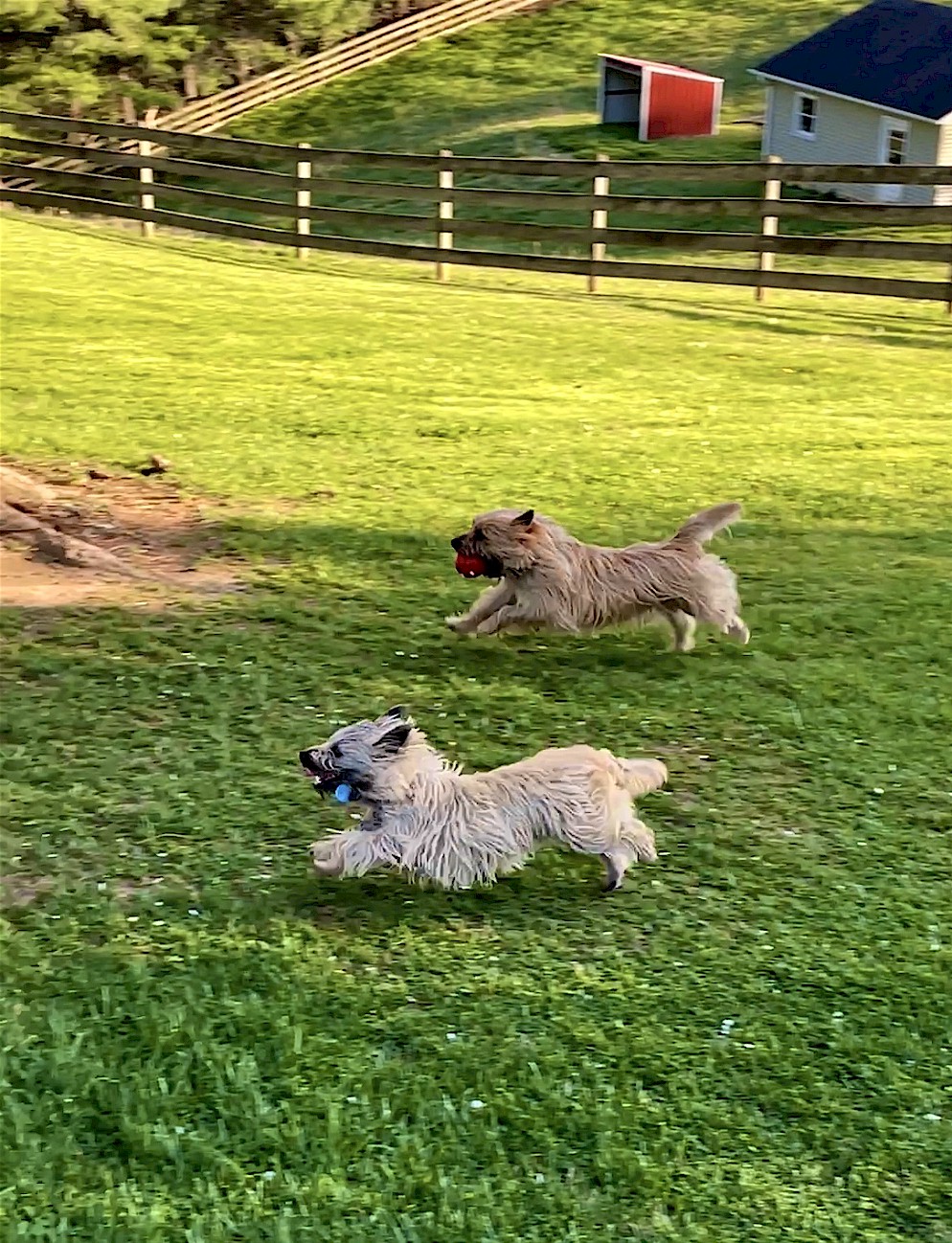 Shining Waters Farm Dexter Cattle, Alpacas, and Cairn Terriers for