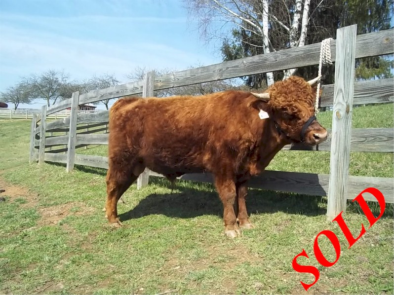 Shining Waters Farm Dexter Cattle and Alpacas for sale in Southwest VA