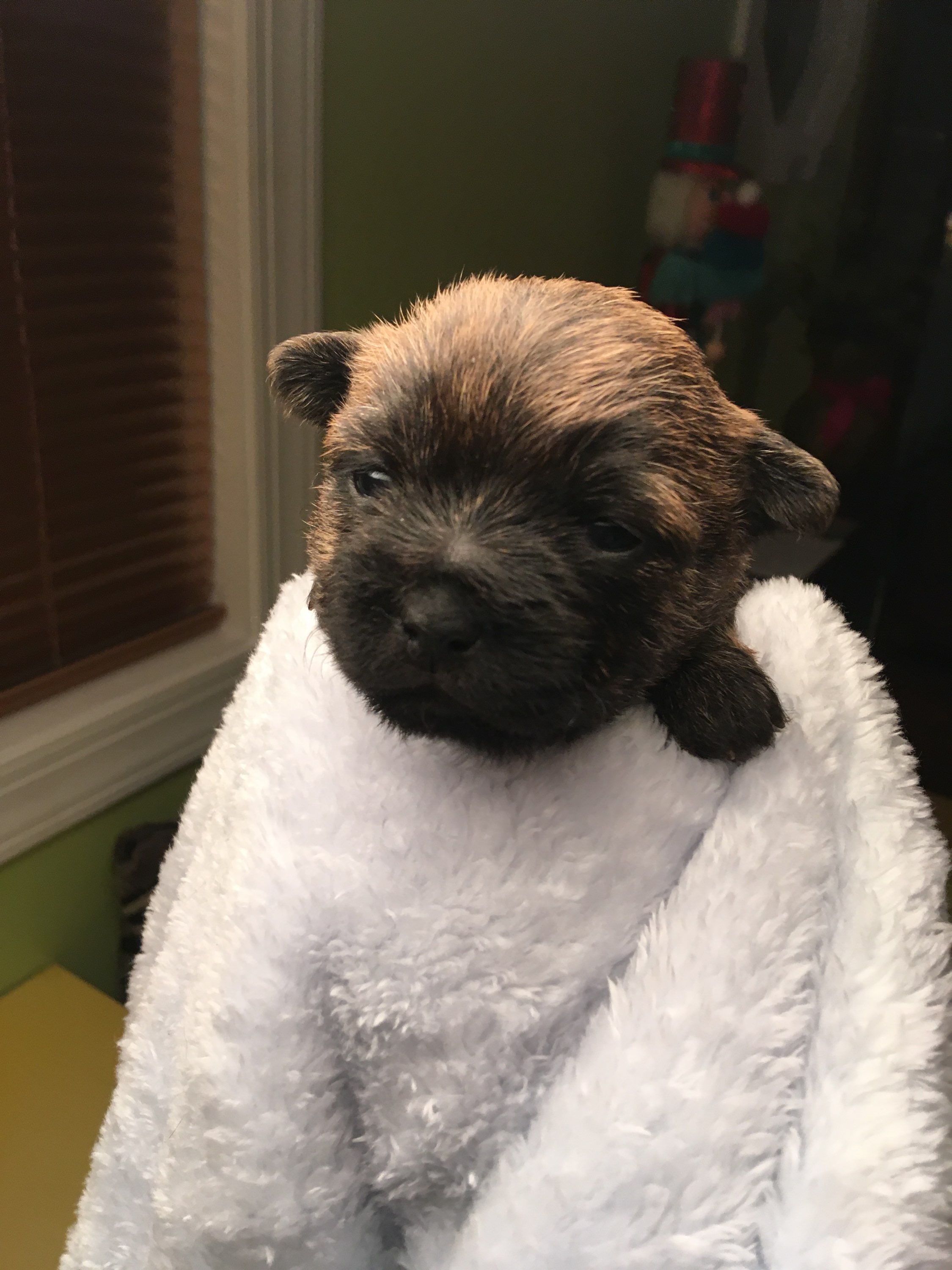 Shining Waters Farm Dexter Cattle, Alpacas, and Cairn Terriers for