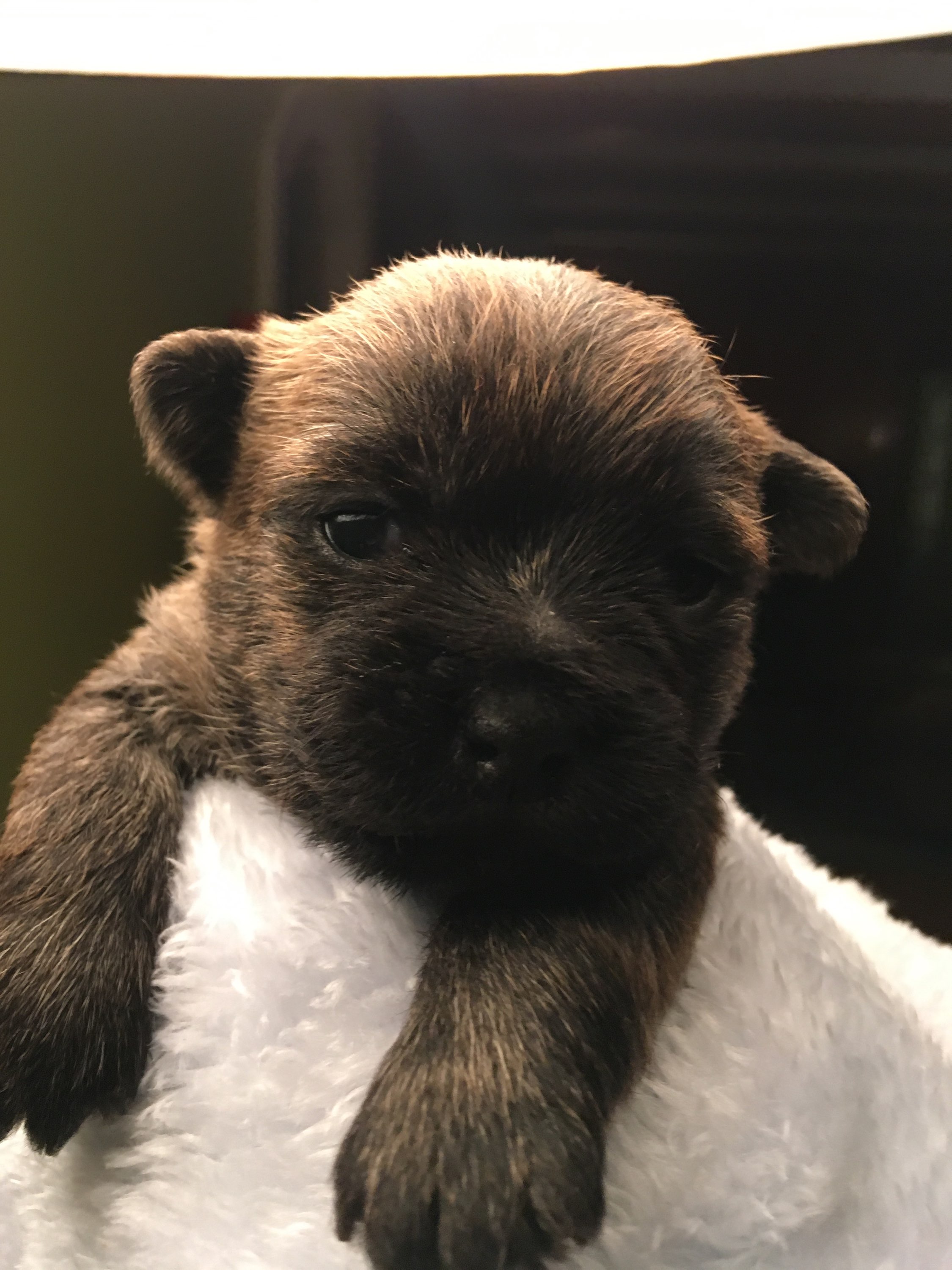 Shining Waters Farm Dexter Cattle, Alpacas, and Cairn Terriers for