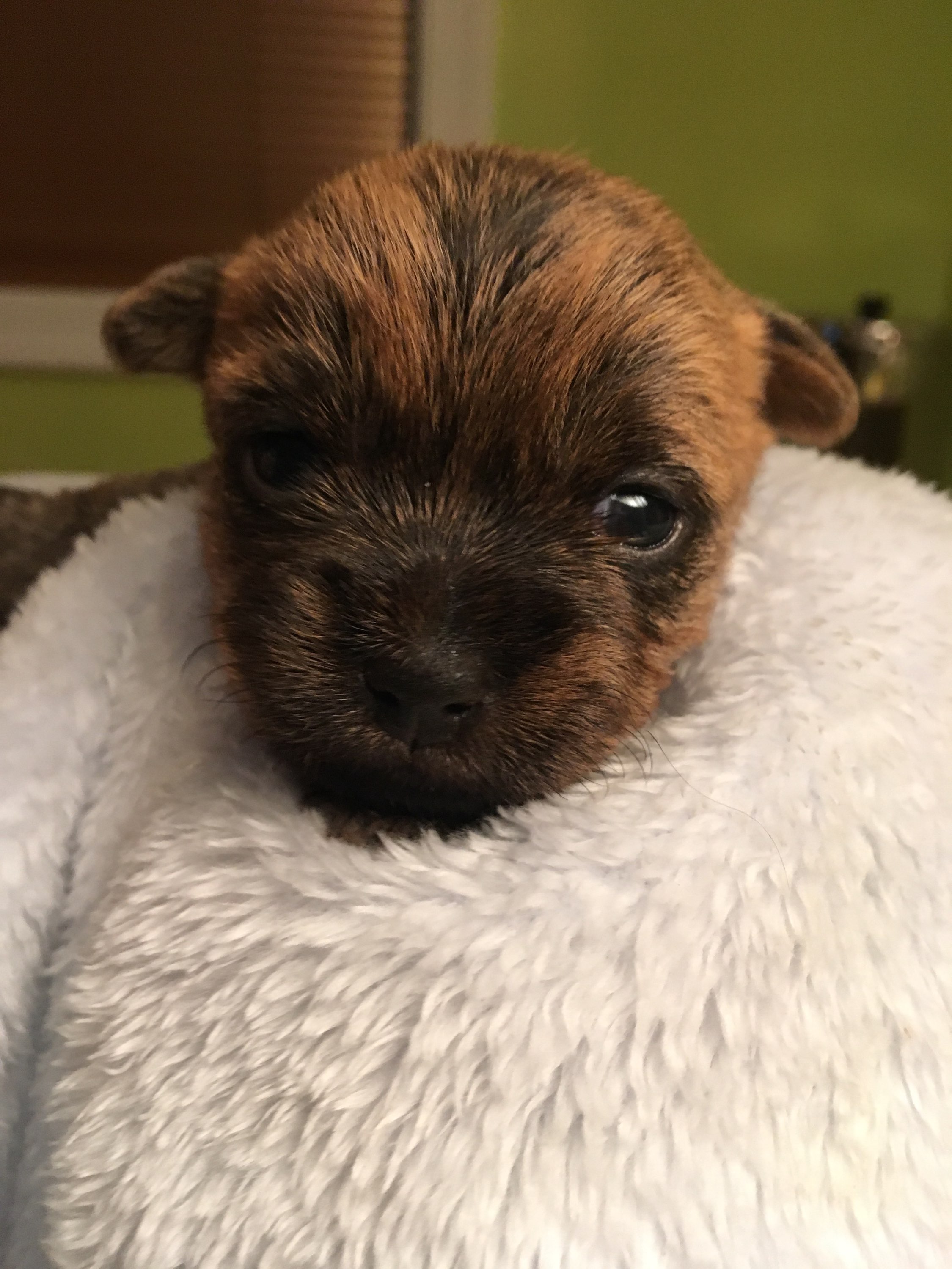 Shining Waters Farm Dexter Cattle, Alpacas, and Cairn Terriers for