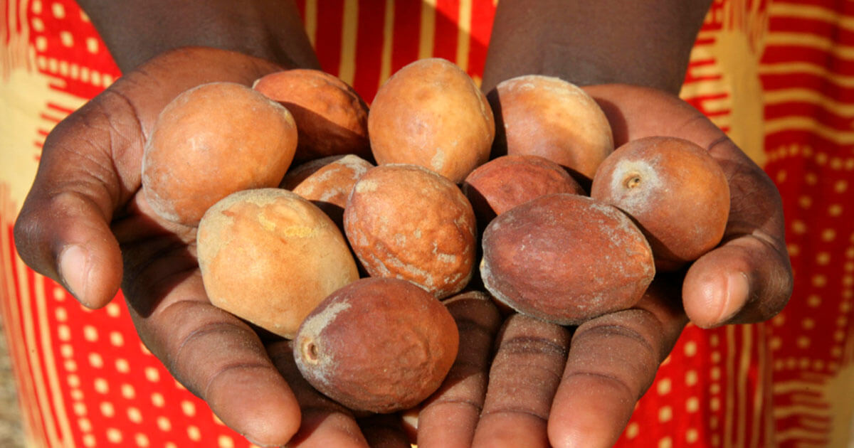 Mongongo Oil Ingredients Shinkafa Hair & Body Care