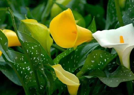 カラーの育て方｜球根の植え替え時期は？植えっぱなしでも花は咲く？｜🍀Greensnap（グリーンスナップ） カラー(畑地性)の育て方 - ガーデニングの図鑑