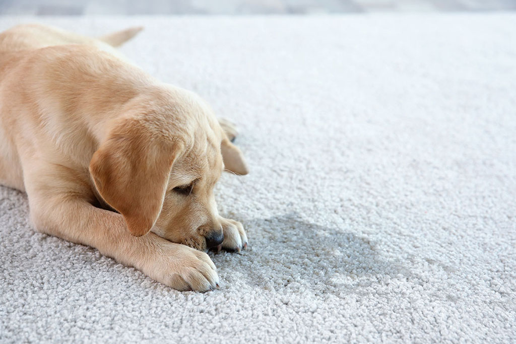 How to Get Rid of Dog Pee and Cat Urine Odors