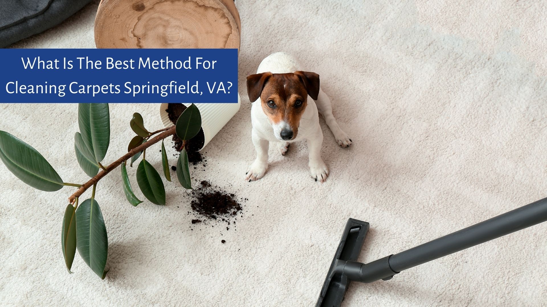 What Is the Best Method for Cleaning Carpets Springfield VA?