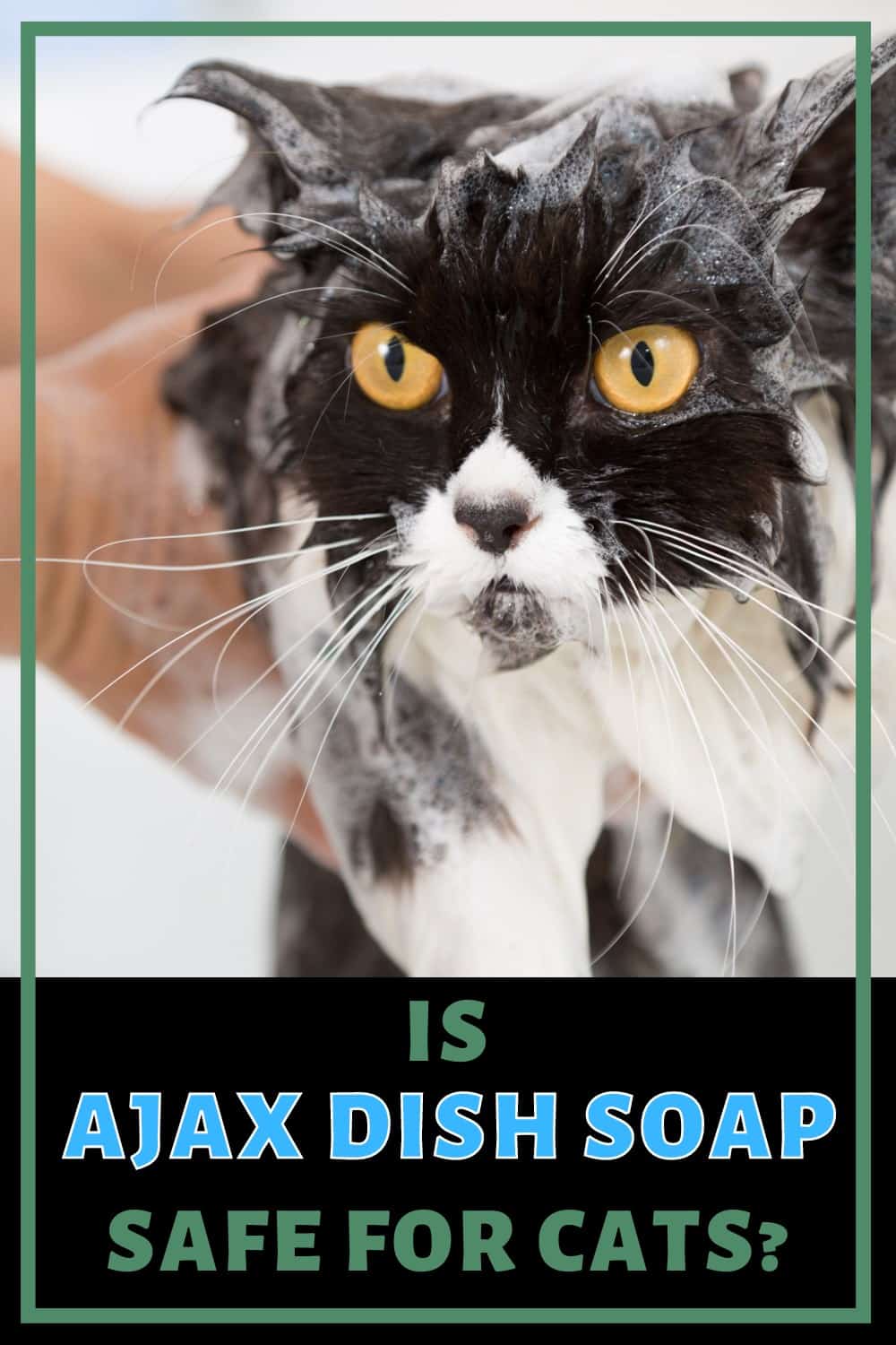 Is Ajax Dish Soap Safe for Cats? Shiny Clean Kitchen