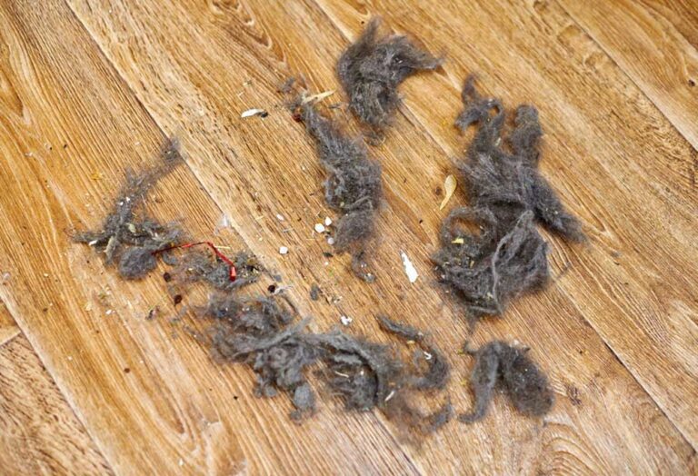 Best Way to Clean Hardwood Floors with Dog Hair Shiny Modern