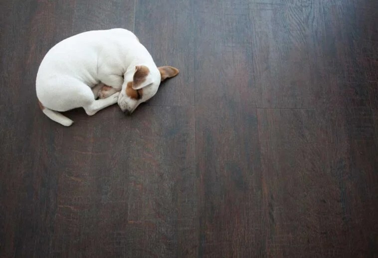 Best Way to Clean Dog Urine from Laminate Floors Shiny Modern