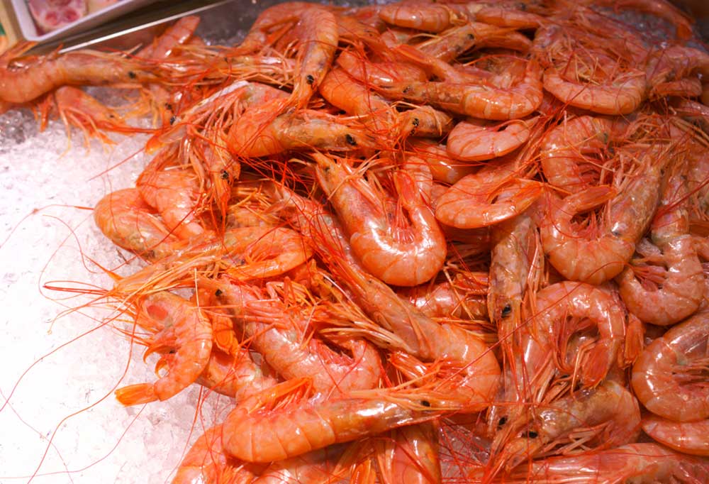 Can You Put Shrimp Shells in a Garbage Disposal? Shiny Modern