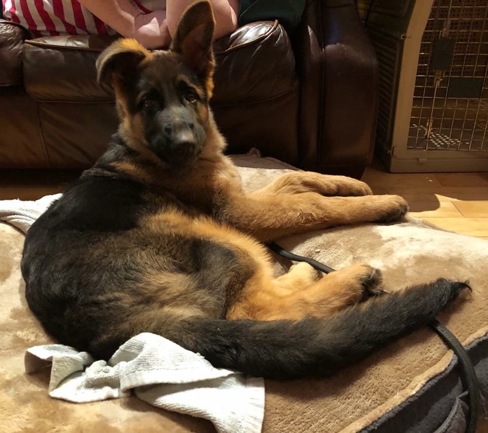 Older puppies and Adults for Sale German Shepherd Dog Ontario