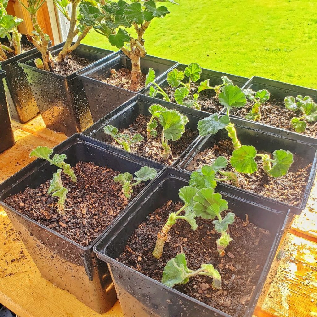 How to Start Geranium Cuttings Shiplap and Shells