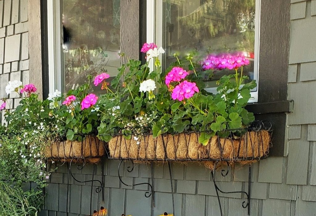 4 Easy Options for Overwintering Your Geraniums Shiplap and Shells