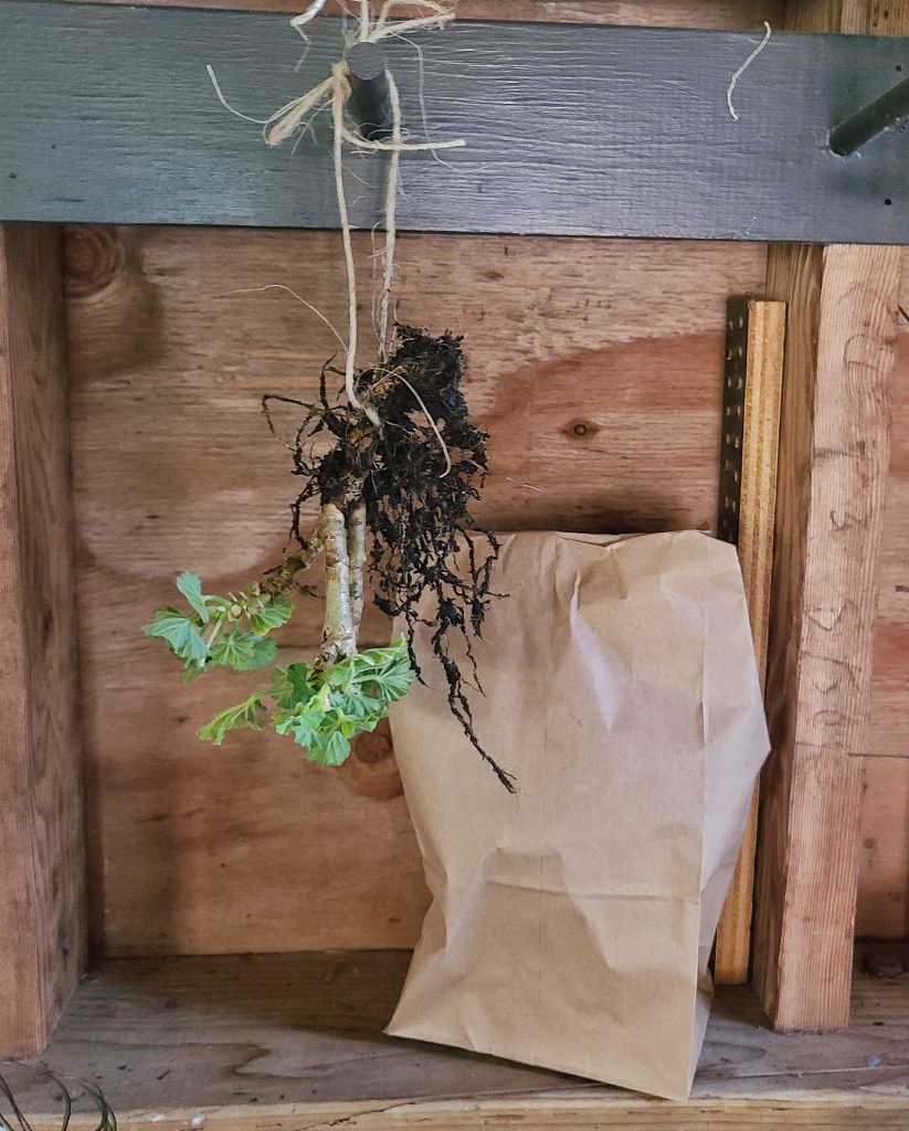 4 Easy Options for Overwintering Your Geraniums Shiplap and Shells