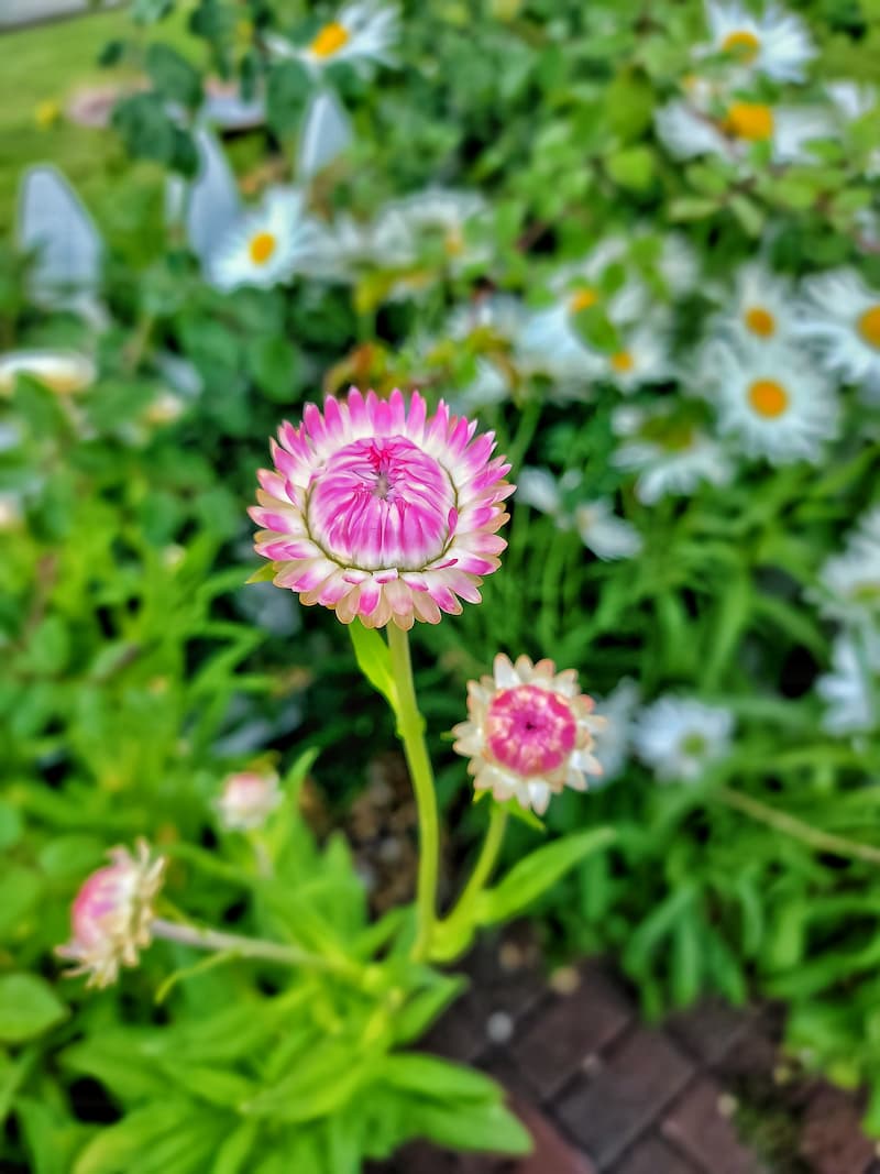 How to Grow Strawflowers For Your Cut Flower Garden From Seed Indoors